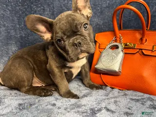 French Bulldog dogs Cookie - Ad 1