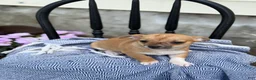 Chihuahua dogs for sale: Peter - Ad 3