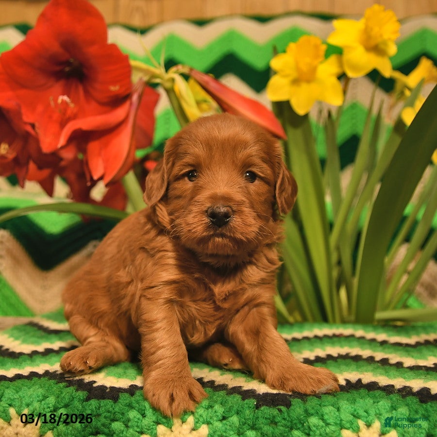 Mini Goldendoodle dogs Rover  - Ad 2