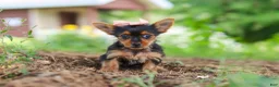 Yorkshire Terrier dogs for sale: Ellie - Ad 8