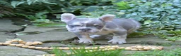 French Bulldog dogs for sale: Aspen - Ad 11