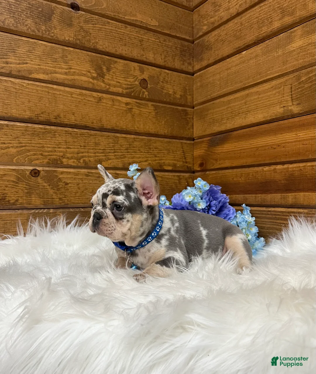 French Bulldog dogs for sale: Aspen - Ad 1
