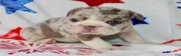 English Bulldog dogs for sale: Lilly - Ad 2