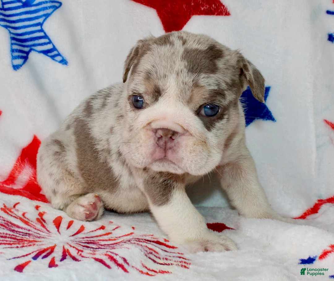English Bulldog dogs for sale: Lilly - Ad 2