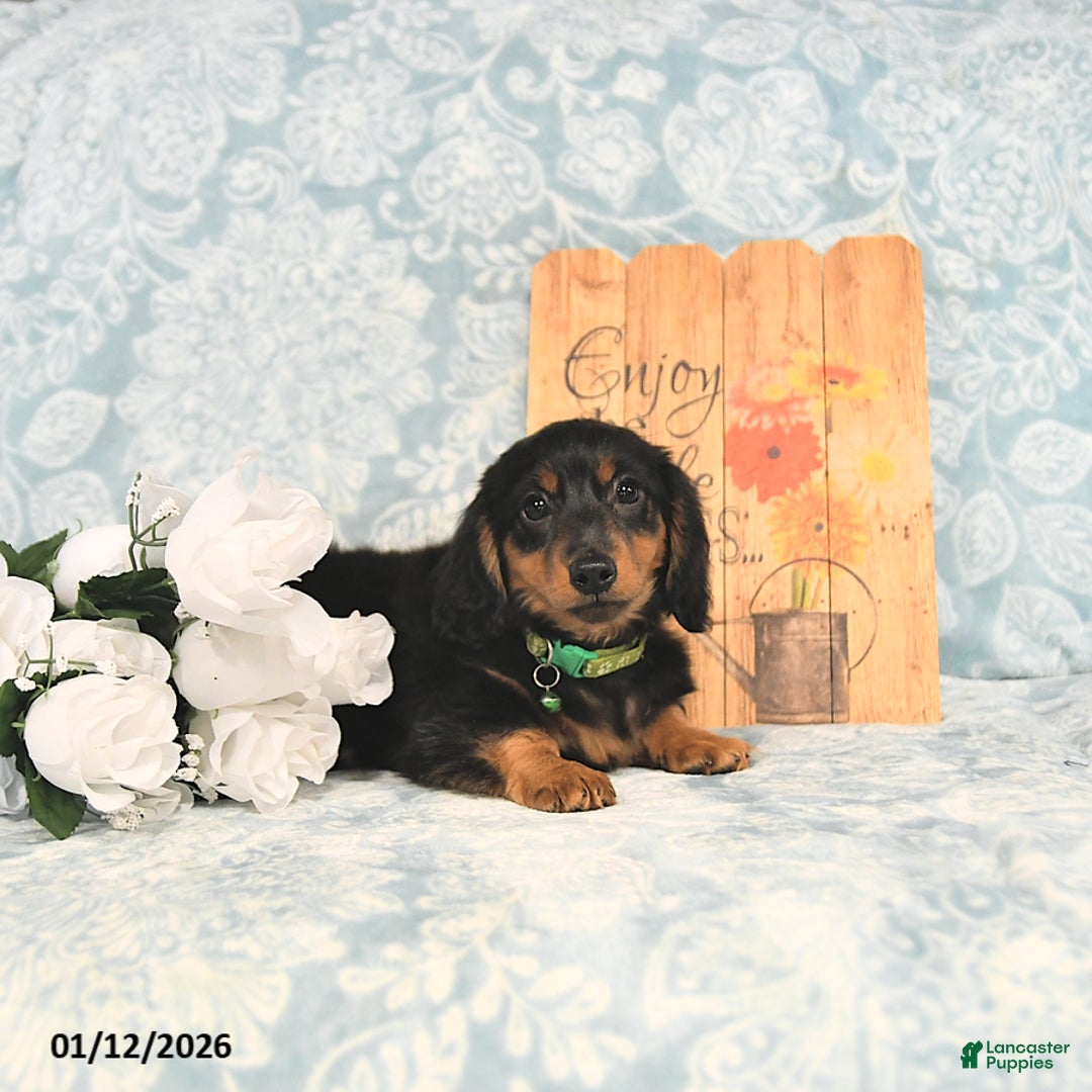 Miniature Dachshund dogs for sale: Prince   - Ad 4