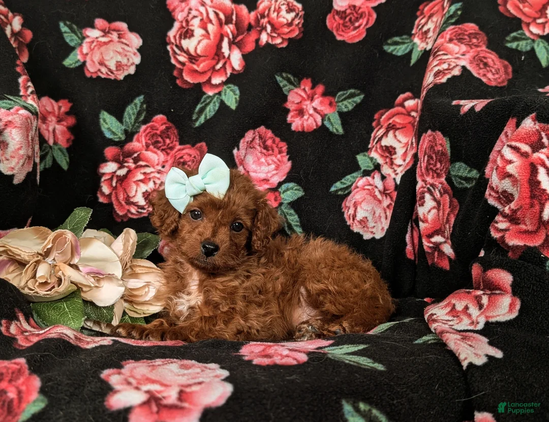 Cockapoo dogs for sale: Hayley Hypoallergenic - Ad 6