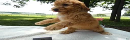 Mini Goldendoodle dogs for sale: Mini Goldendoodle 3 Kelly - Ad 3