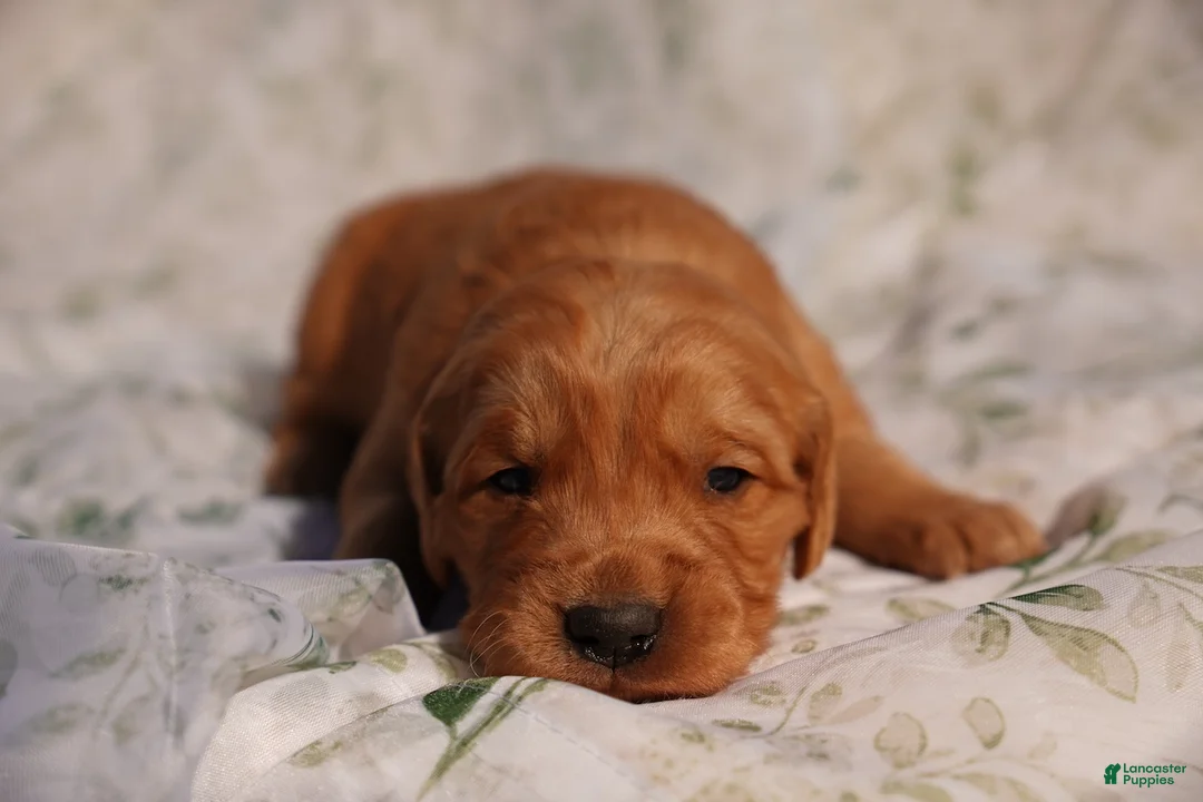 Golden Retriever dogs for sale: Roy - AKC, Genetically Clear - Ad 1