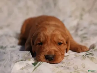 Golden Retriever dogs Roy - AKC, Genetically Clear - Ad 10