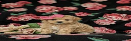 Maltipoo dogs for sale: Sierra 6 lbs full grown - Ad 1
