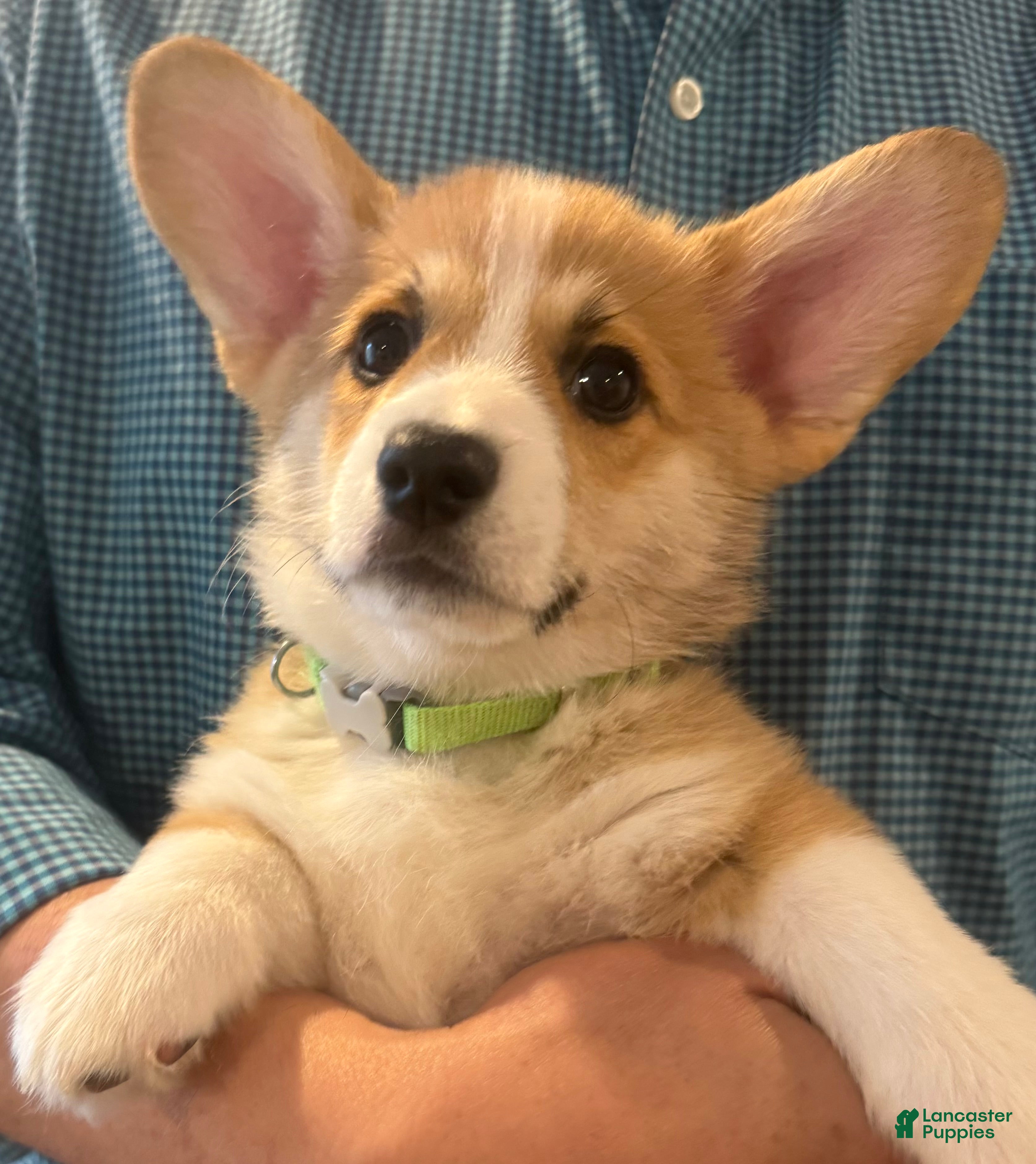 Welsh Corgi Pembroke dogs Luca (Green Collar) - Ad 1