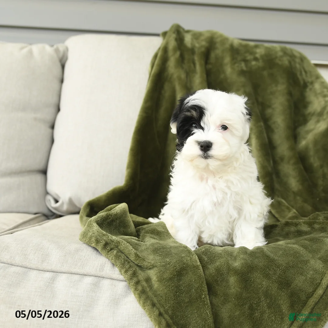 Mixed Breed dogs for sale: Lilly - Ad 1