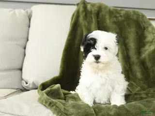 Mixed Breed dogs for sale: Lilly - Ad 3