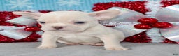 French Bulldog dogs for sale: Baxter - Ad 3