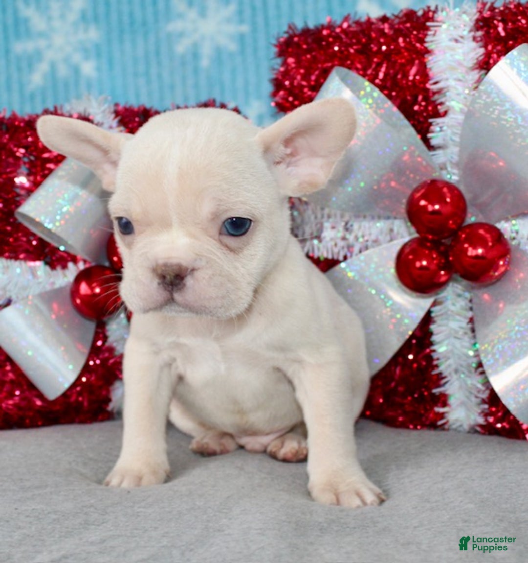 French Bulldog dogs for sale: Baxter - Ad 3