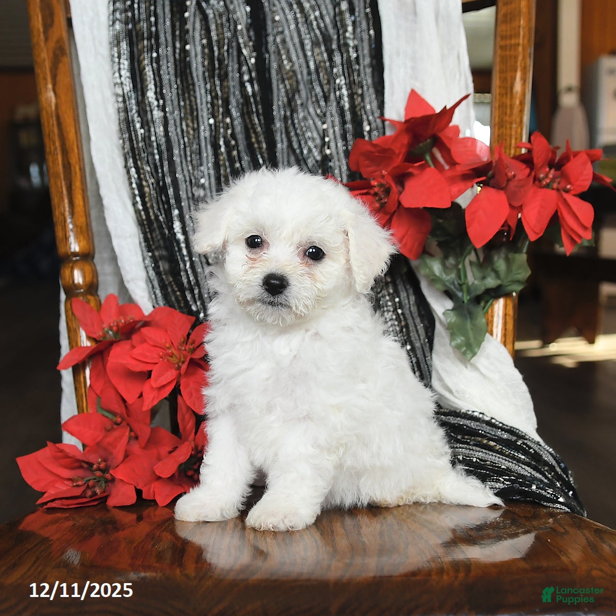 Bichon Frise dogs Dakota - Ad 9