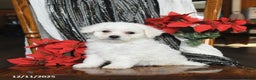 Bichon Frise dogs for sale: Dakota - Ad 1