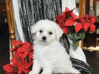 Bichon Frise dogs Dakota - Ad 2