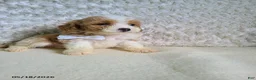 Bichpoo dogs for sale: Pinto - Ad 7