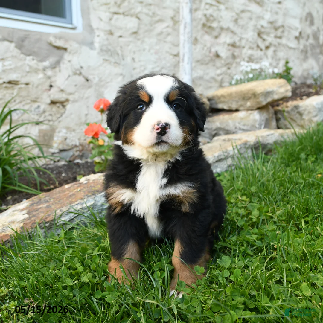 Bernese Mountain Dog dogs for sale: Bernadette - Ad 3