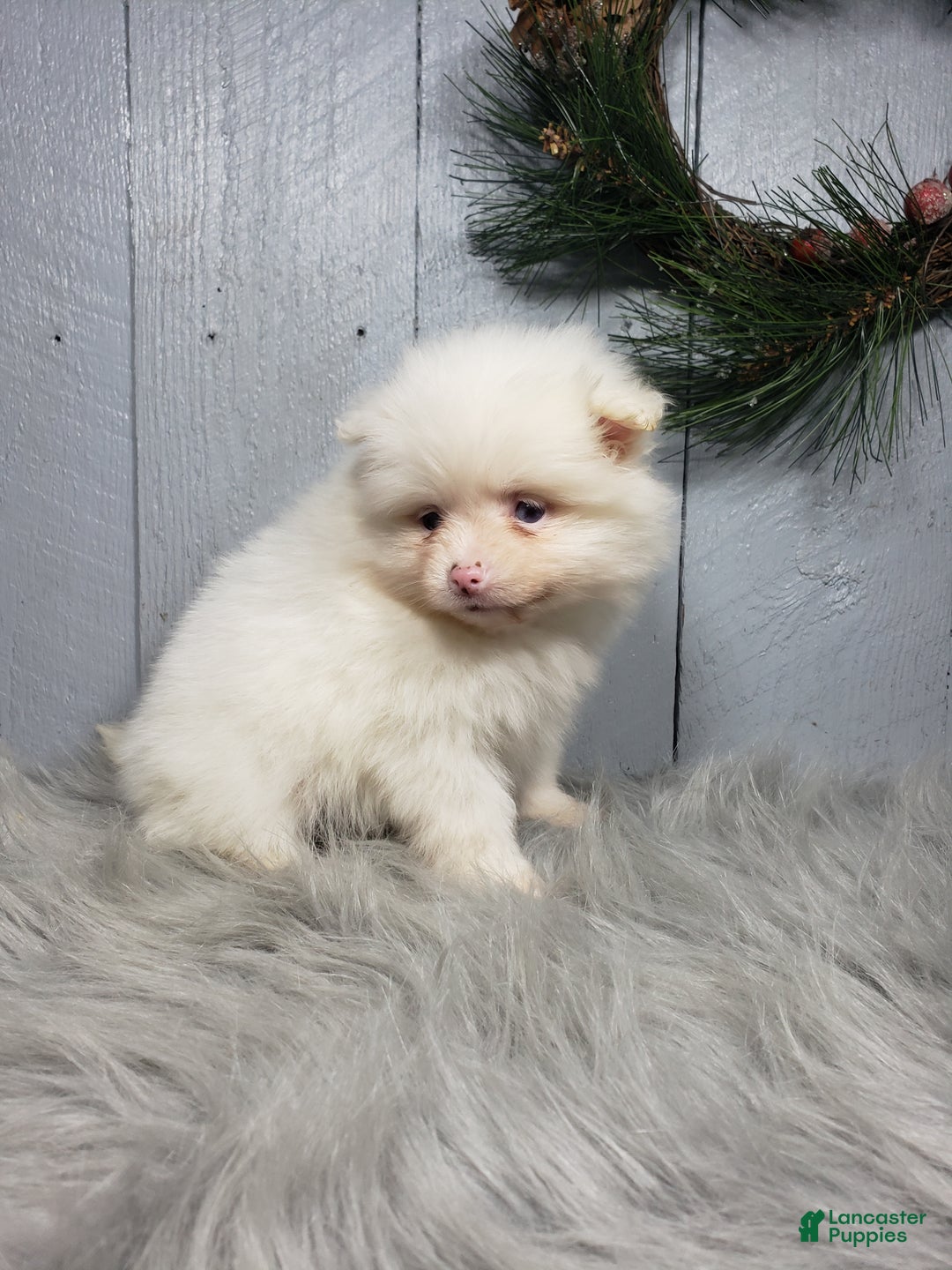 Pomeranian dogs for sale: Ava  - Ad 4
