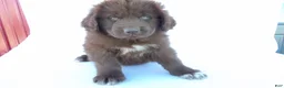 Newfoundland dogs for sale: Jane - Ad 4
