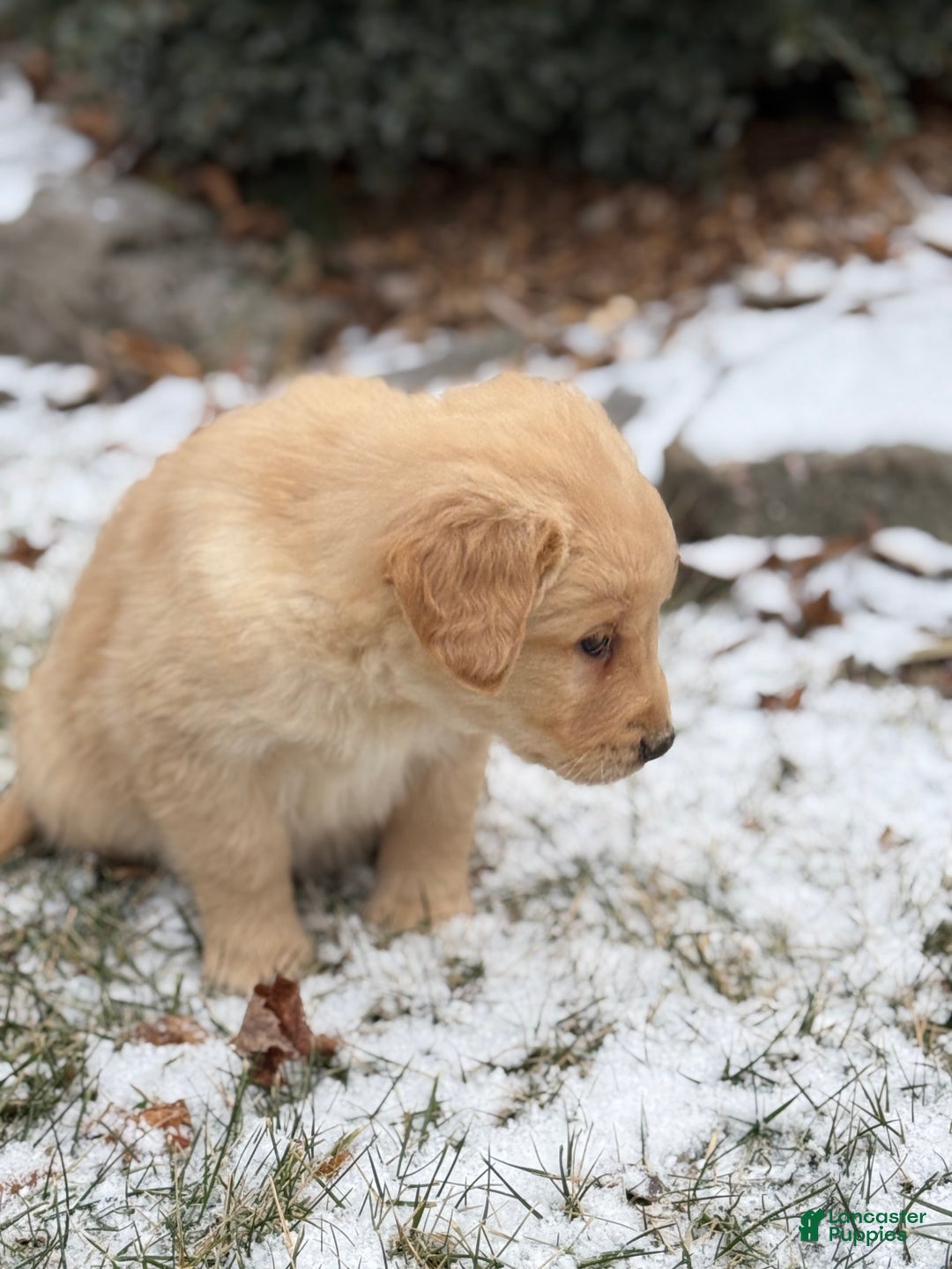 Golden Retriever dogs for sale: Seleah - Ad 6