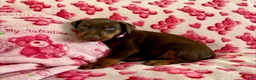 Doberman Pinscher dogs for sale: Rose-Not AMISH  - Ad 1