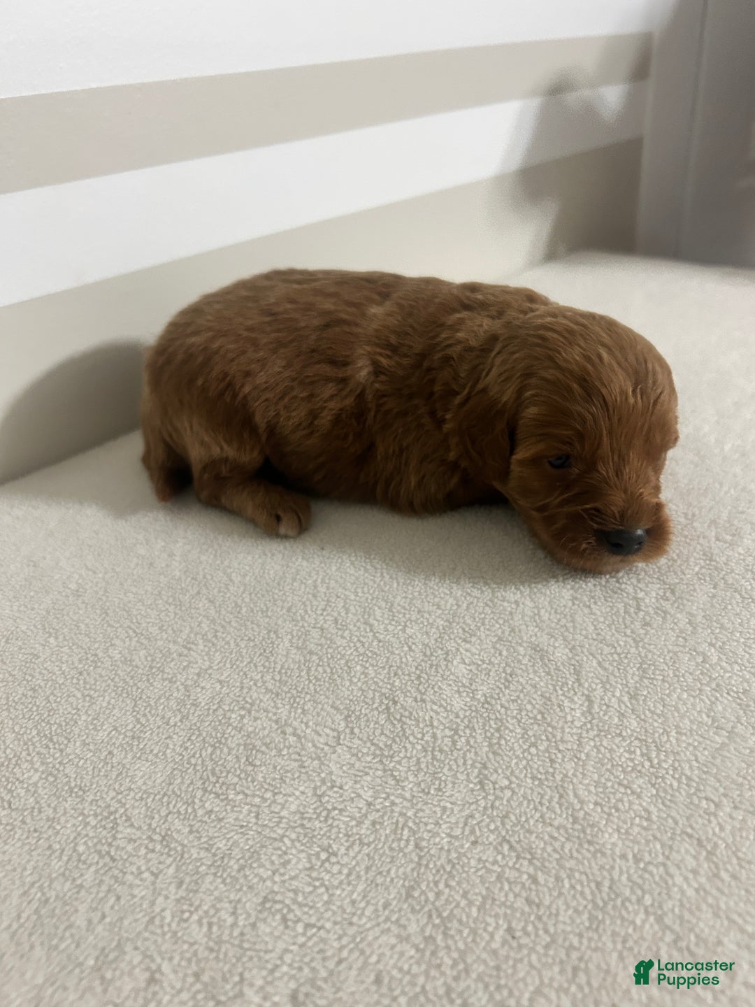 Mini Goldendoodle dogs for sale: Ceasar - Ad 2