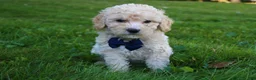 Mini Goldendoodle dogs for sale: Domino 💎 - Ad 4