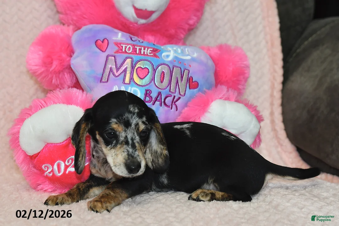 Miniature Dachshund dogs for sale: Asher - Ad 3