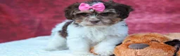 Teddy Bear dogs for sale:  Olive 🎀 - Ad 7