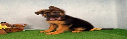 German Shepherd dogs for sale: Orchid - Ad 4