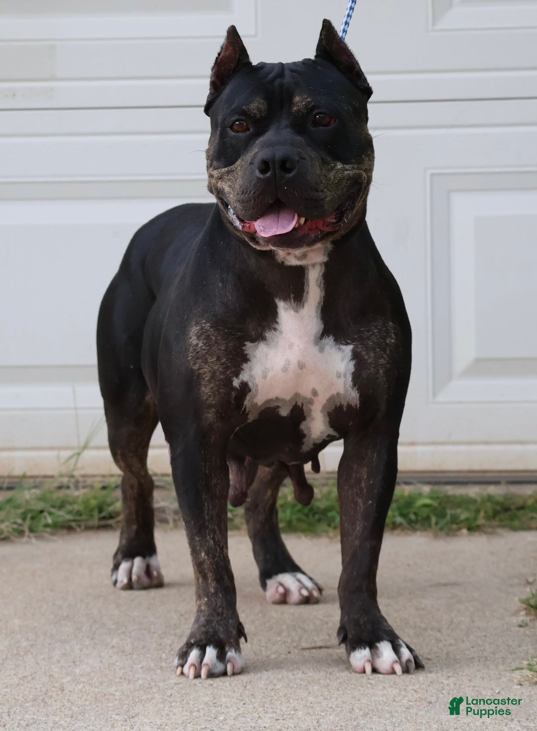 American Bully dogs for sale: Mulan - Ad 3