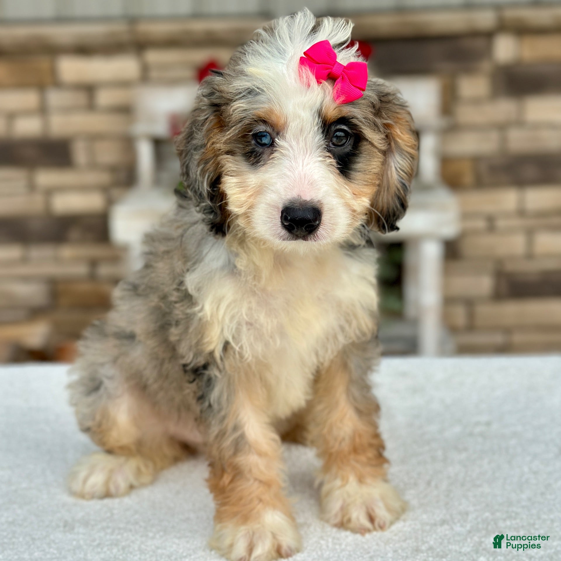 Mini Bernedoodle dogs Jenna - Ad 1