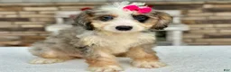 Mini Bernedoodle dogs for sale: Jenna - Ad 1