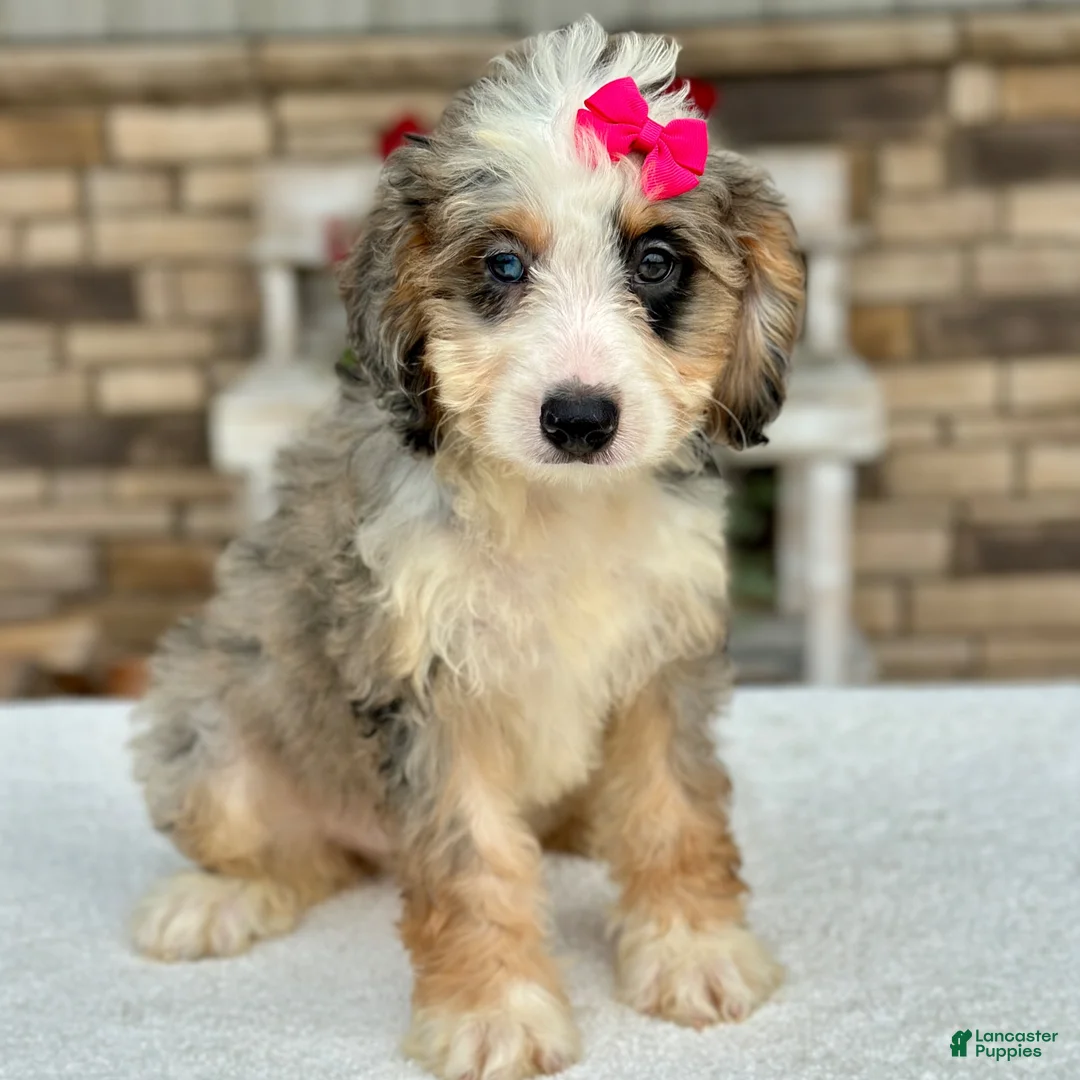 Mini Bernedoodle dogs for sale: Jenna - Ad 1
