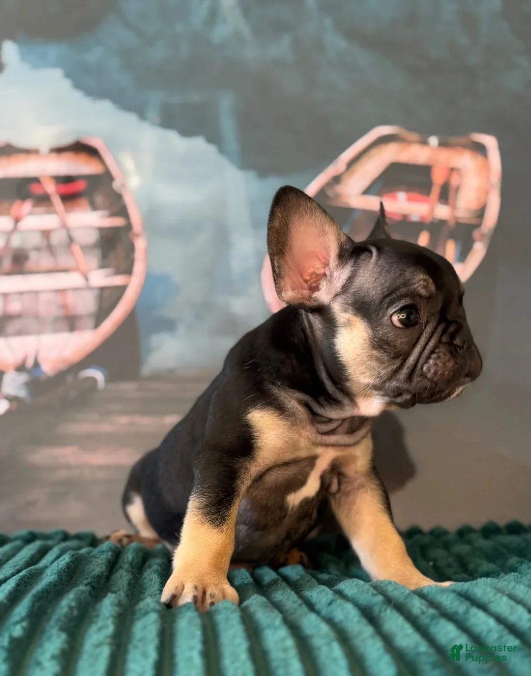 French Bulldog dogs for sale: Daisy - Ad 2