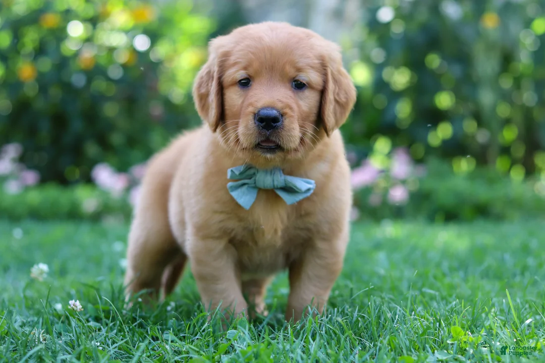 Golden Retriever dogs for sale: Hudson - Ad 1