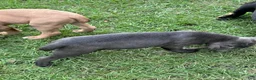 Cane Corso dogs for sale: Cane Corso 1 - Ad 45