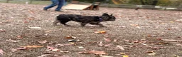French Bulldog dogs for stud: JULIO - Ad 5