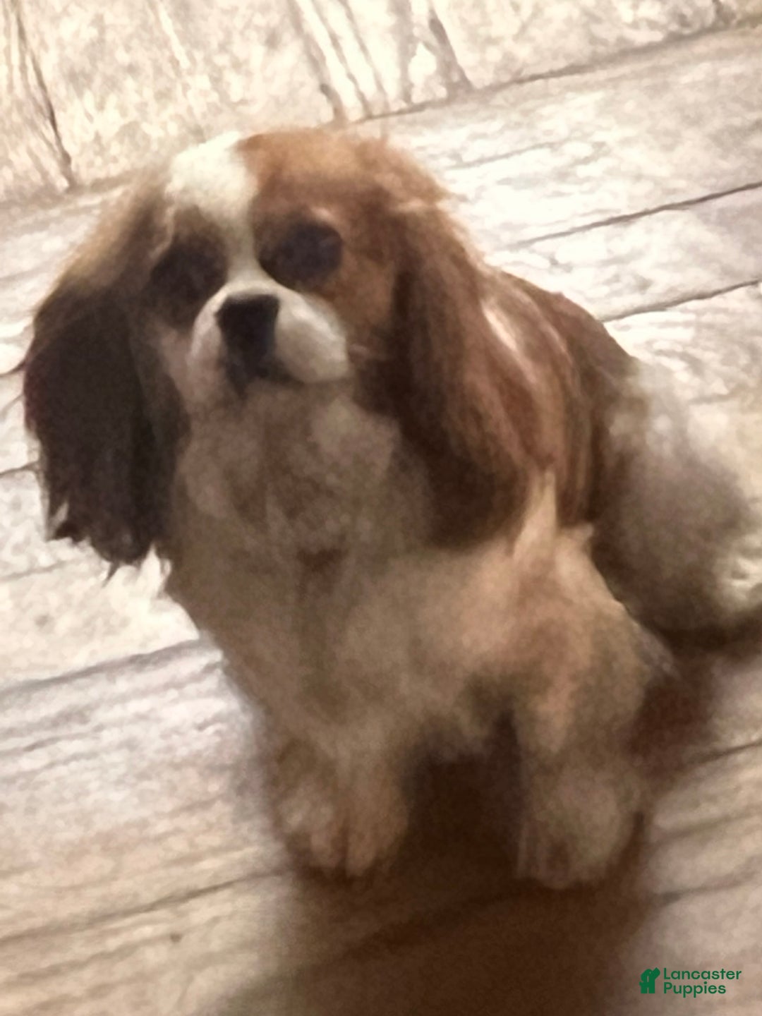 Cavapoo dogs for sale: Luke cavapoo - Ad 5