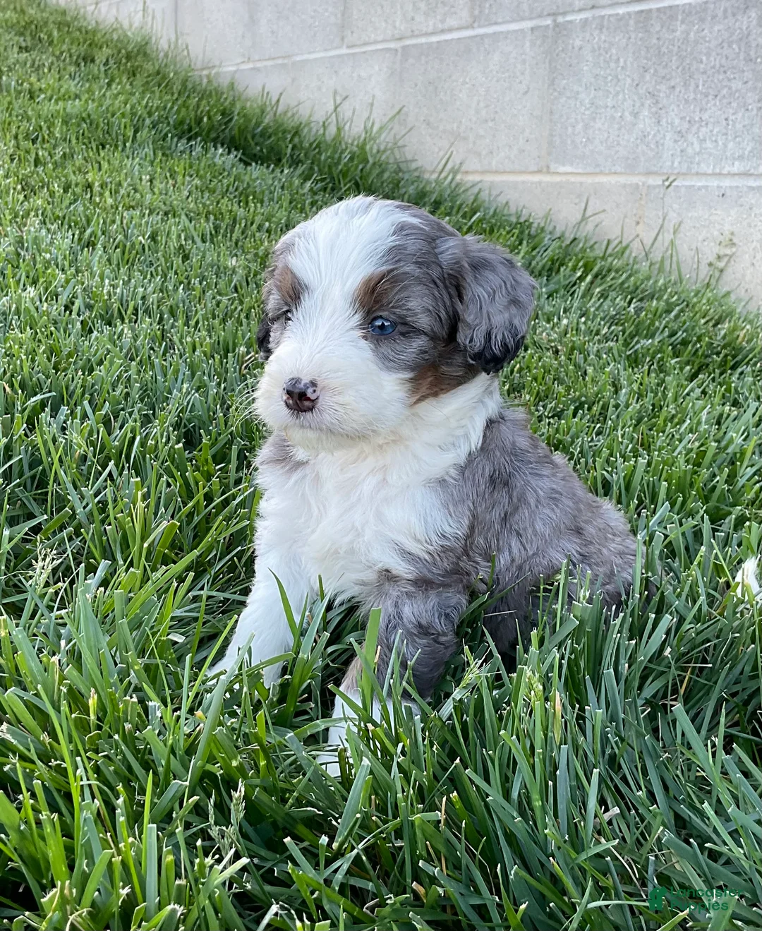 Mini Bernedoodle dogs for sale: Rambo - Ad 2