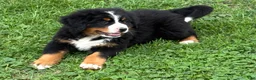 Bernese Mountain Dog dogs for sale: Bernese Mountain Dog Puppy 1 - Ad 4