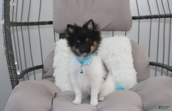 Pomeranian dogs Ziggy - Ad 2