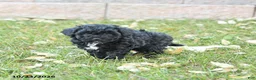 Miniature Poodle dogs for sale: Angel - Ad 3