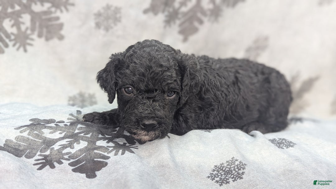 Cockapoo dogs for sale: Crescent - Ad 31