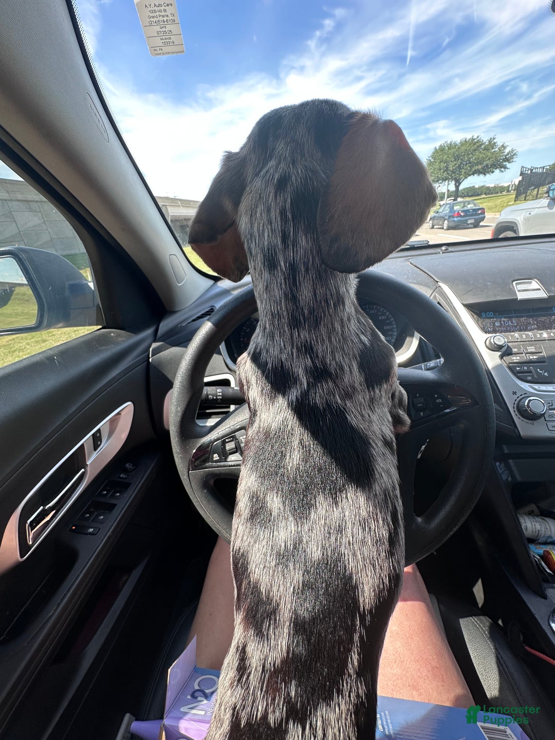 Dachshund dogs for sale: Dachshund Puppy 3 - Ad 10