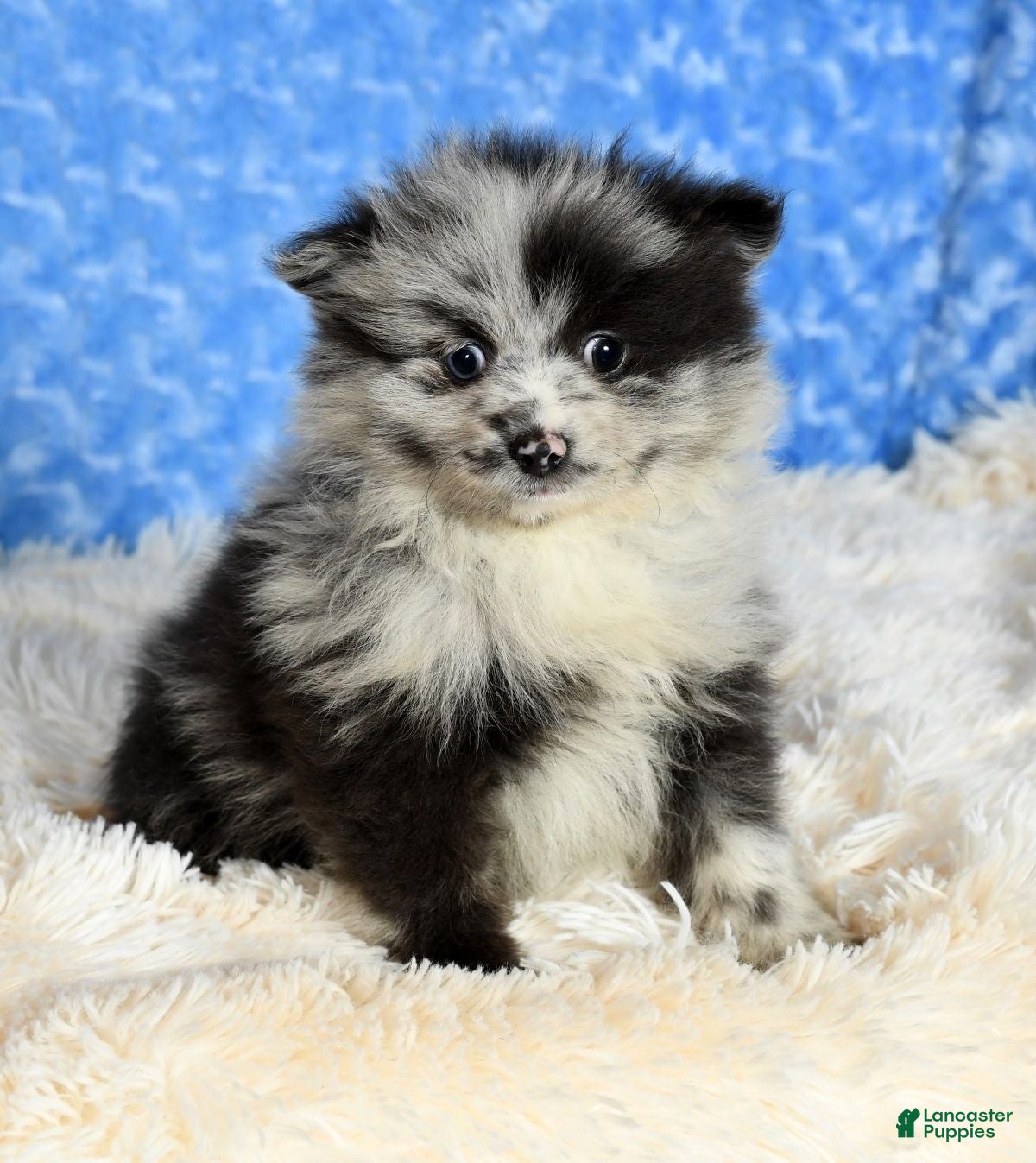 Pomeranian Puppies for sale Lancaster Puppies