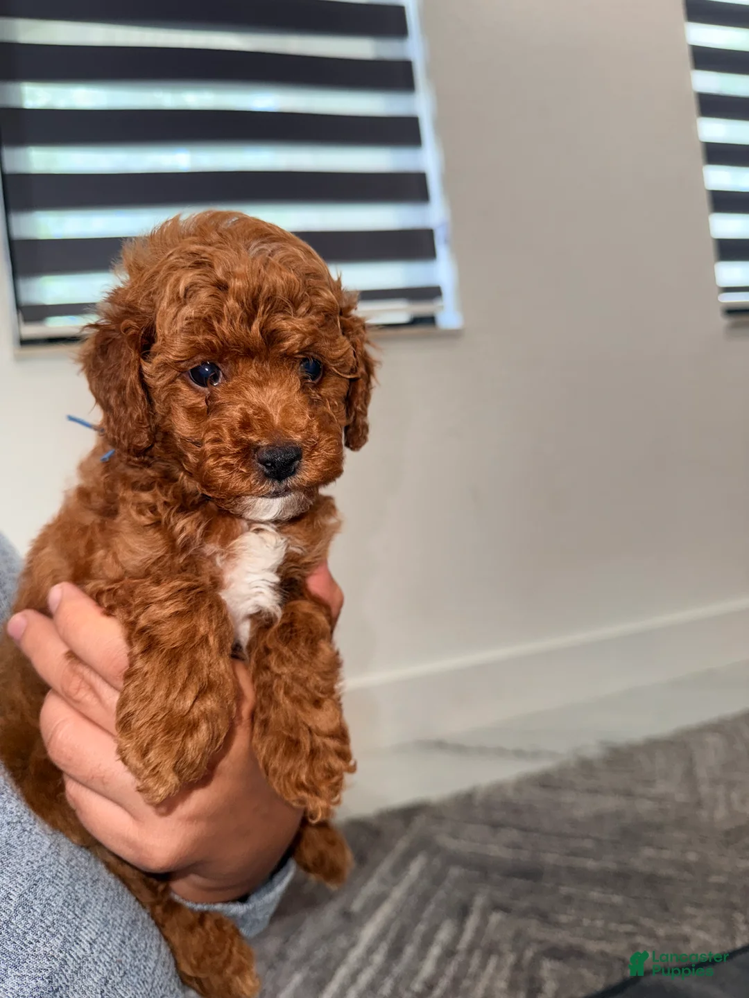 Mini Goldendoodle dogs for sale: Toffee - Ad 2